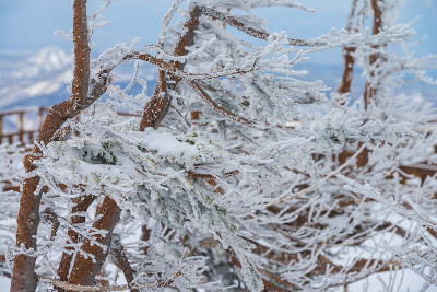 冷杉或松树被雪覆盖的背景上的冬天季节