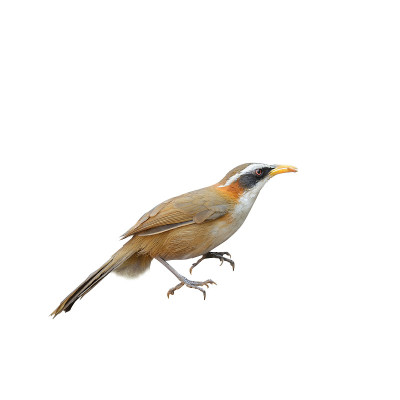 White-browed Scimitar-Babbler