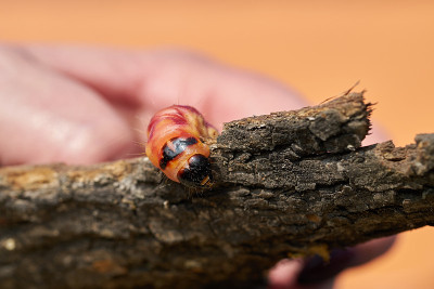 山羊蛾的毛虫(Cossus Cossus)
