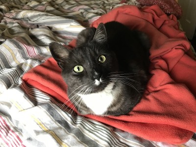 猫躺在床上