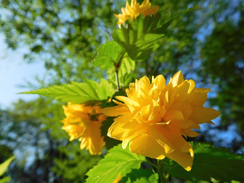 这种闪闪发光的黄花叫做山歌舞伎