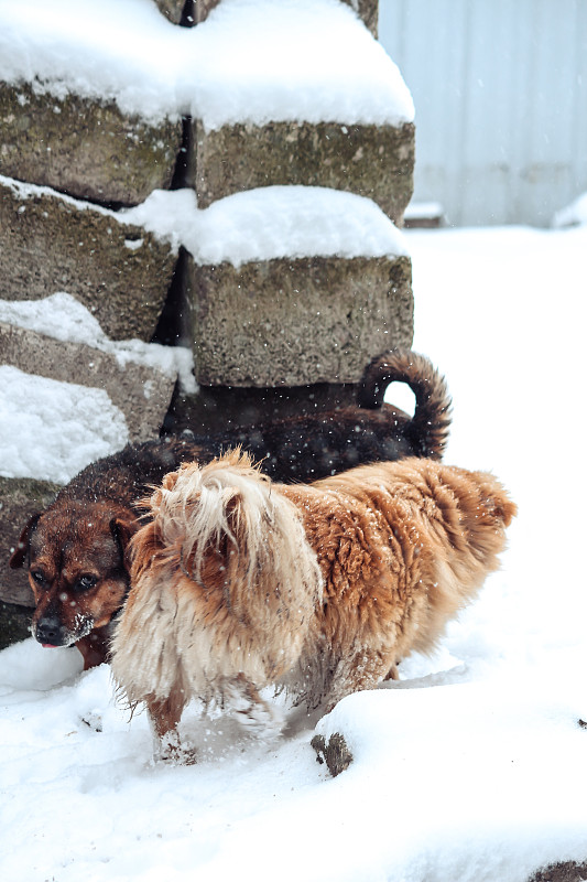 狗在冬天在花园里玩雪