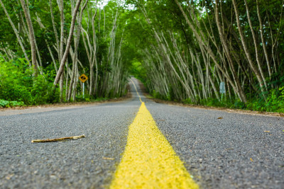 树洞道路