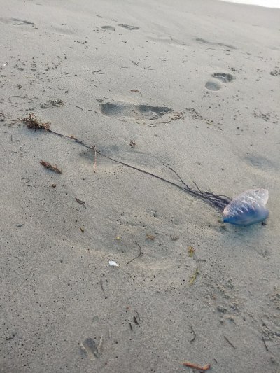 大西洋沿岸沙滩上的葡萄牙兵马俑