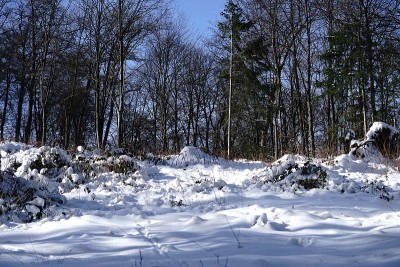 狗狗小狗冬天的雪