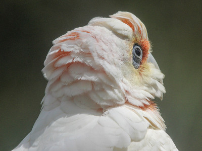 长期宣传Corella