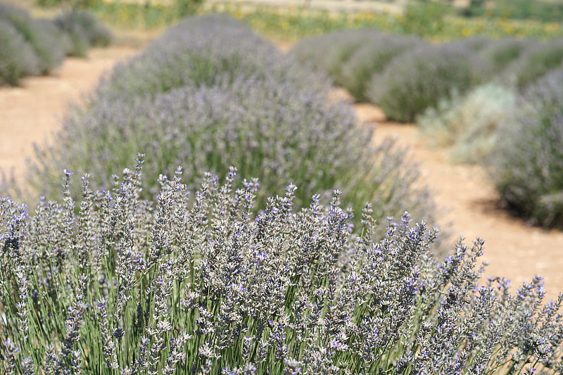 7月土耳其中部野外薰衣草花的淡紫色