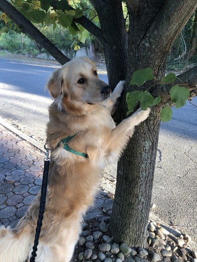 金毛猎犬爬树2