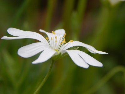 小鸡花的花瓣和雄蕊，特写