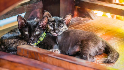 黑条纹小猫