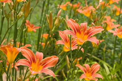 百合莉莉花