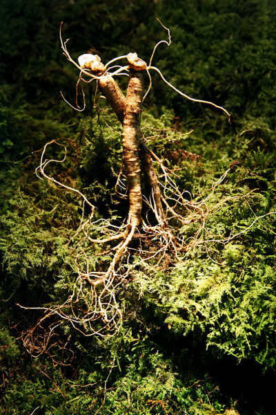 苔藓和鲜野人参