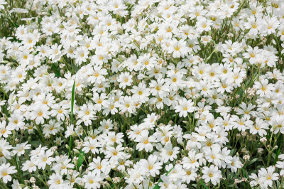 白花领域