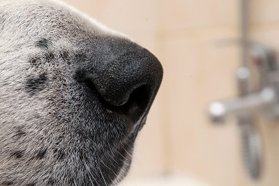 中亚牧羊犬洗澡。狗在洗泡泡浴。Alabai梳理狗。