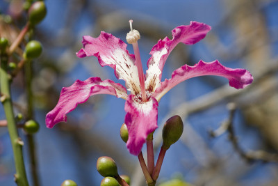 丝棉花