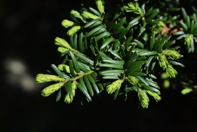 发芽的Torreya