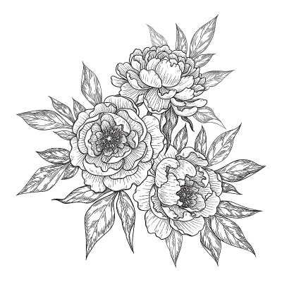 手绘牡丹花束与牡丹花叶