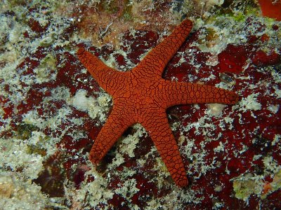 红色的海星