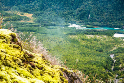 生长在山坡上的日本潘帕斯草