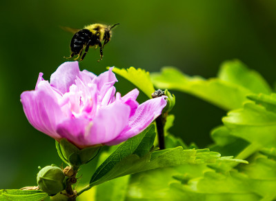蜜蜂
