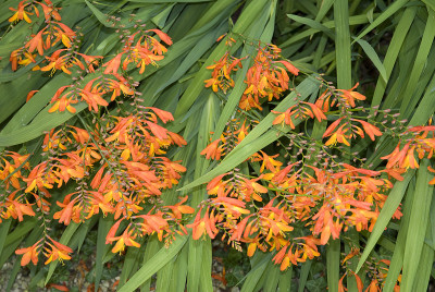 Crocosmia