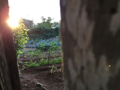 傍晚的阳光下，菜园穿过木栅栏