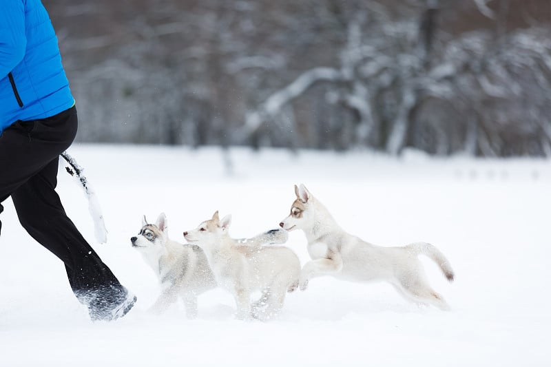 雪地上的滑稽同伴