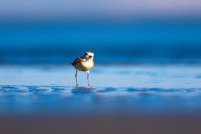 可爱的小水鸟。自然背景。常见的水鸟:肯特鸻。Charadrius alexandrinus。