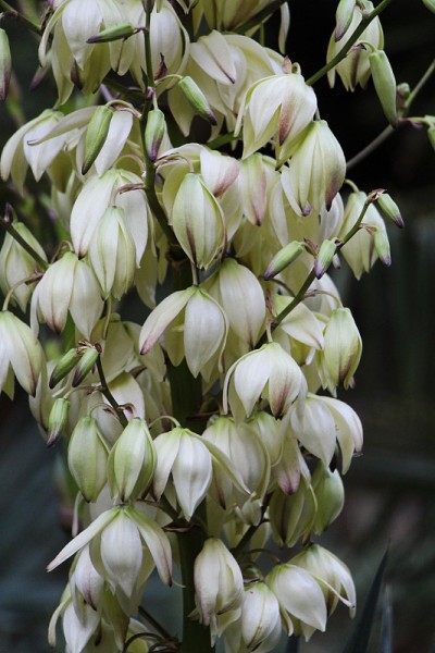 观赏丝兰花