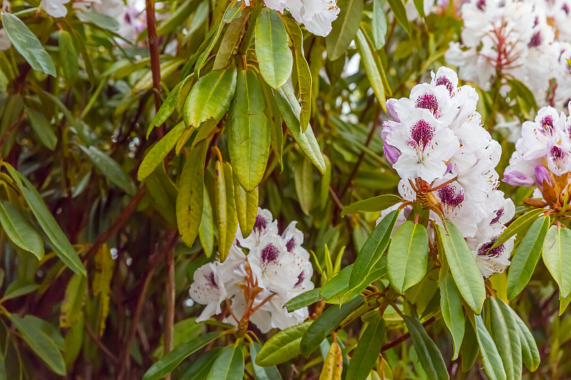 杜鹃花，花园里的白花