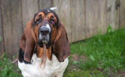 一岁的巴吉度猎犬(犬类狼疮)。