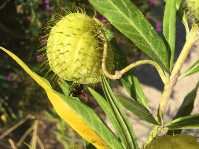 毛虫在多刺植物上爬行