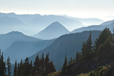 树木和迷雾山峰