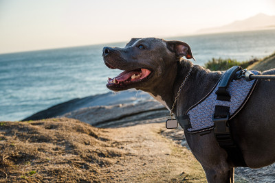 比特犬在日落时在海滩上玩耍。在阳光明媚的日子里享受沙滩和大海