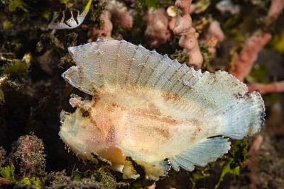 叶蝎子鱼(Taenianotus Triacanthus)，白色版本