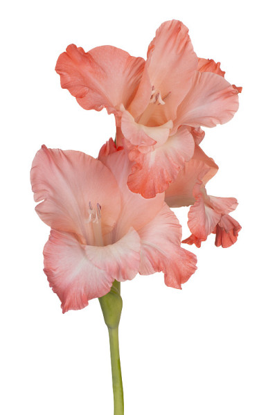 花孤立