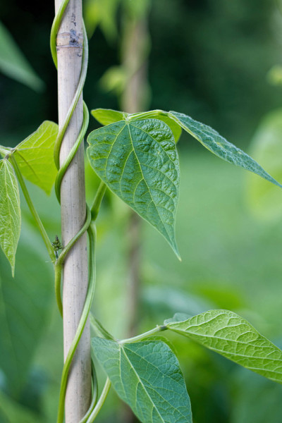 菜园子中种植在架子上的红花菜豆