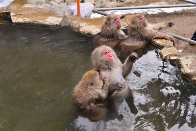 泡温泉的猴子