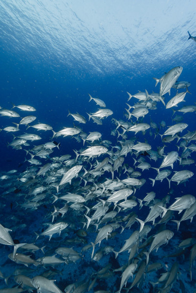 School of Bigeye trevally