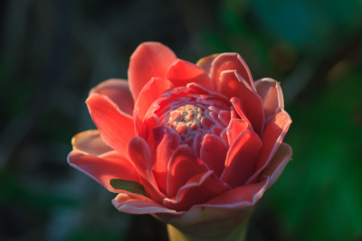 用阳光抽花