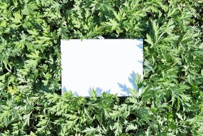 空白标题框架和绿艾草的模型