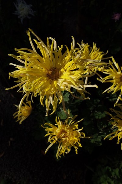 菊花——“江户菊”淡黄色