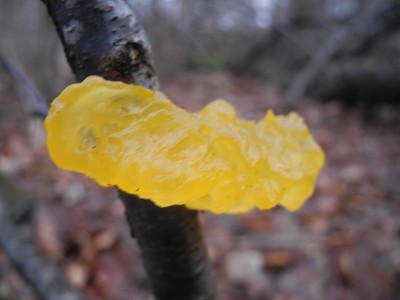 黏菌