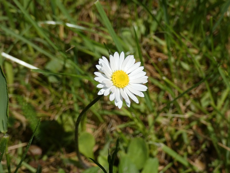 春天力量Bellis Perennis雏菊拱门