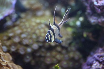 日本的红雀(Pterapogon kauderni)