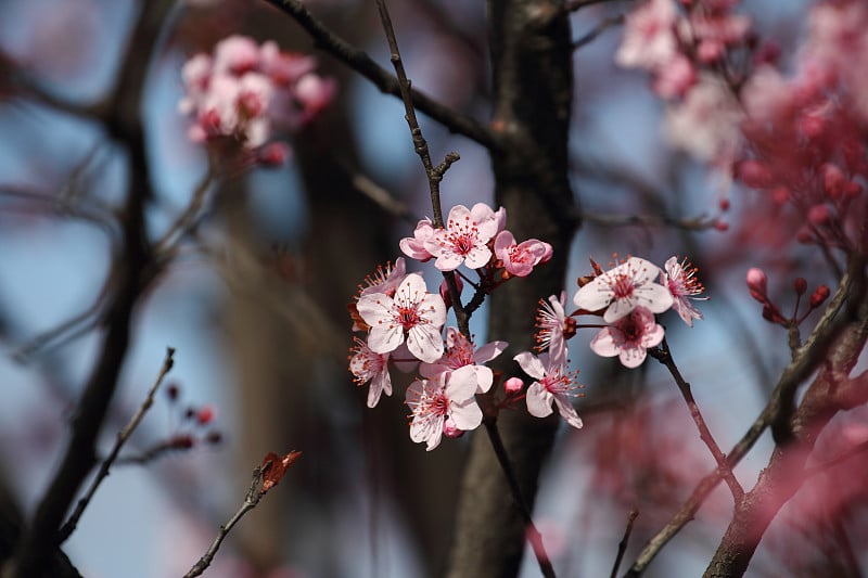 水果开花