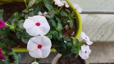 长春花是一种生长低矮的多年生植物(Catharanthus roseus)，原产于马达加斯加，开粉红