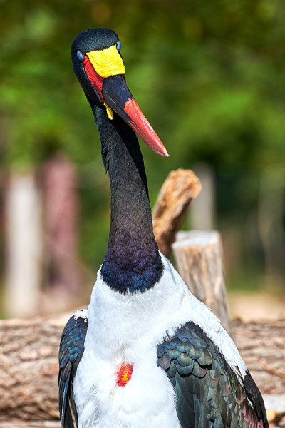 鞍嘴鹳(senegalensis)