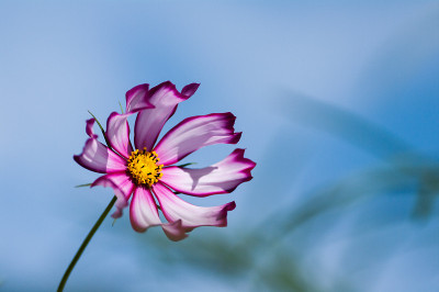 宇宙的花