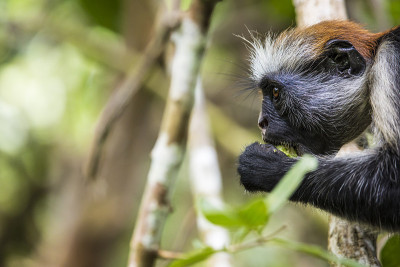 濒危的桑给巴尔红疣猴(Procolobus kirkii)， Joza